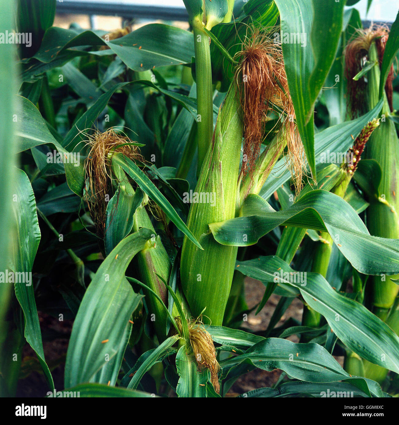 Sweetcorn - `First of All'   VEG037608 Stock Photo